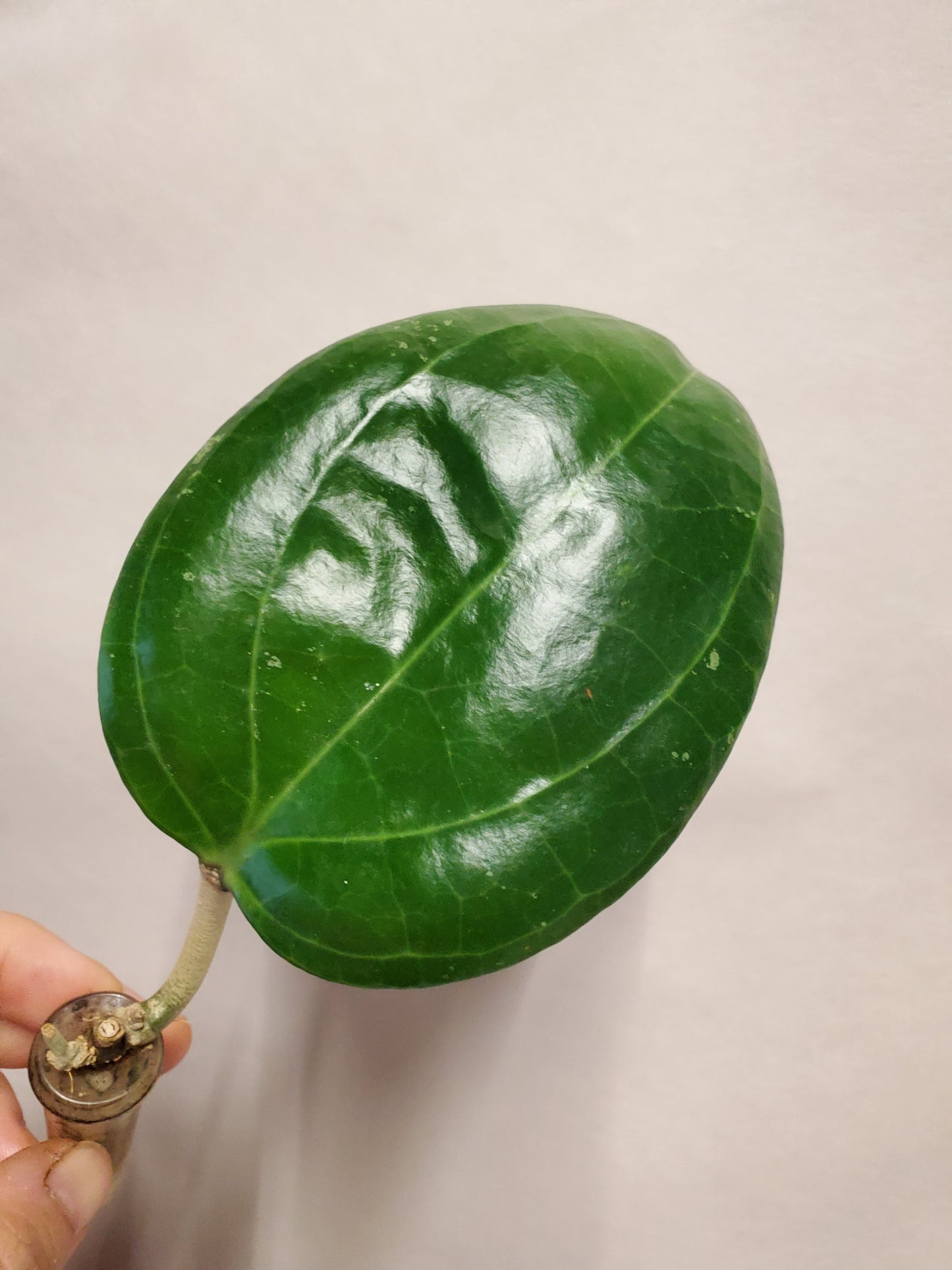 H. sarawak rooted cutting