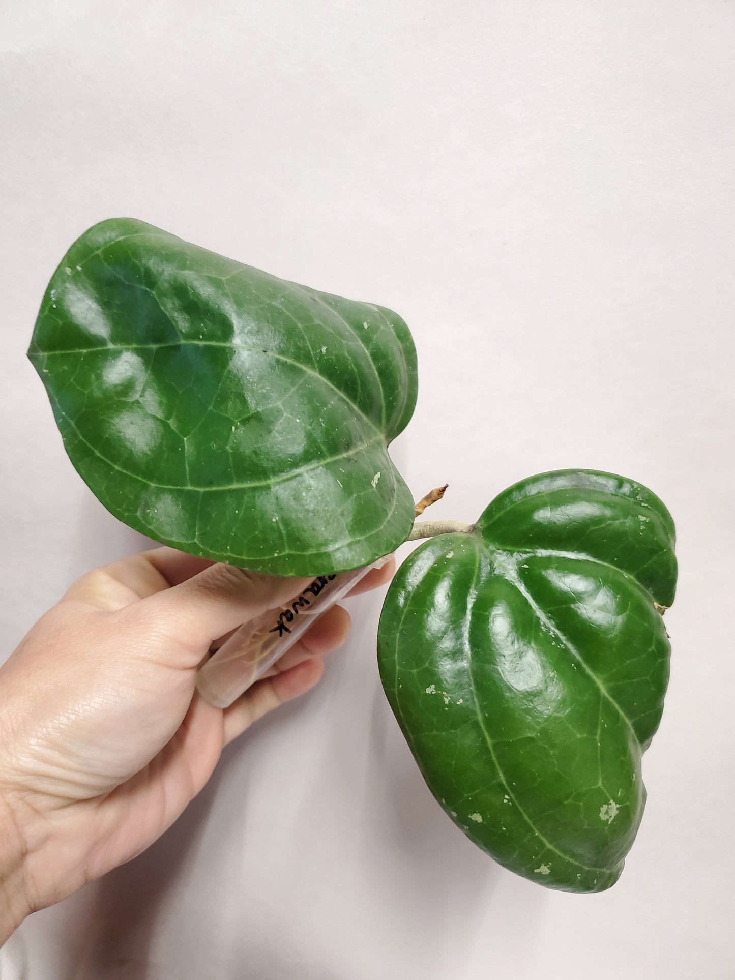 H. sarawak rooted cutting