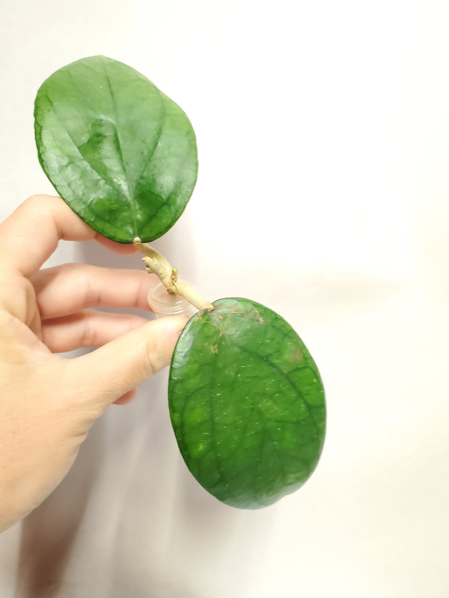 H. surisa rooted cutting