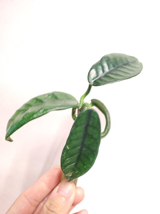 H. globulosa rooted cutting