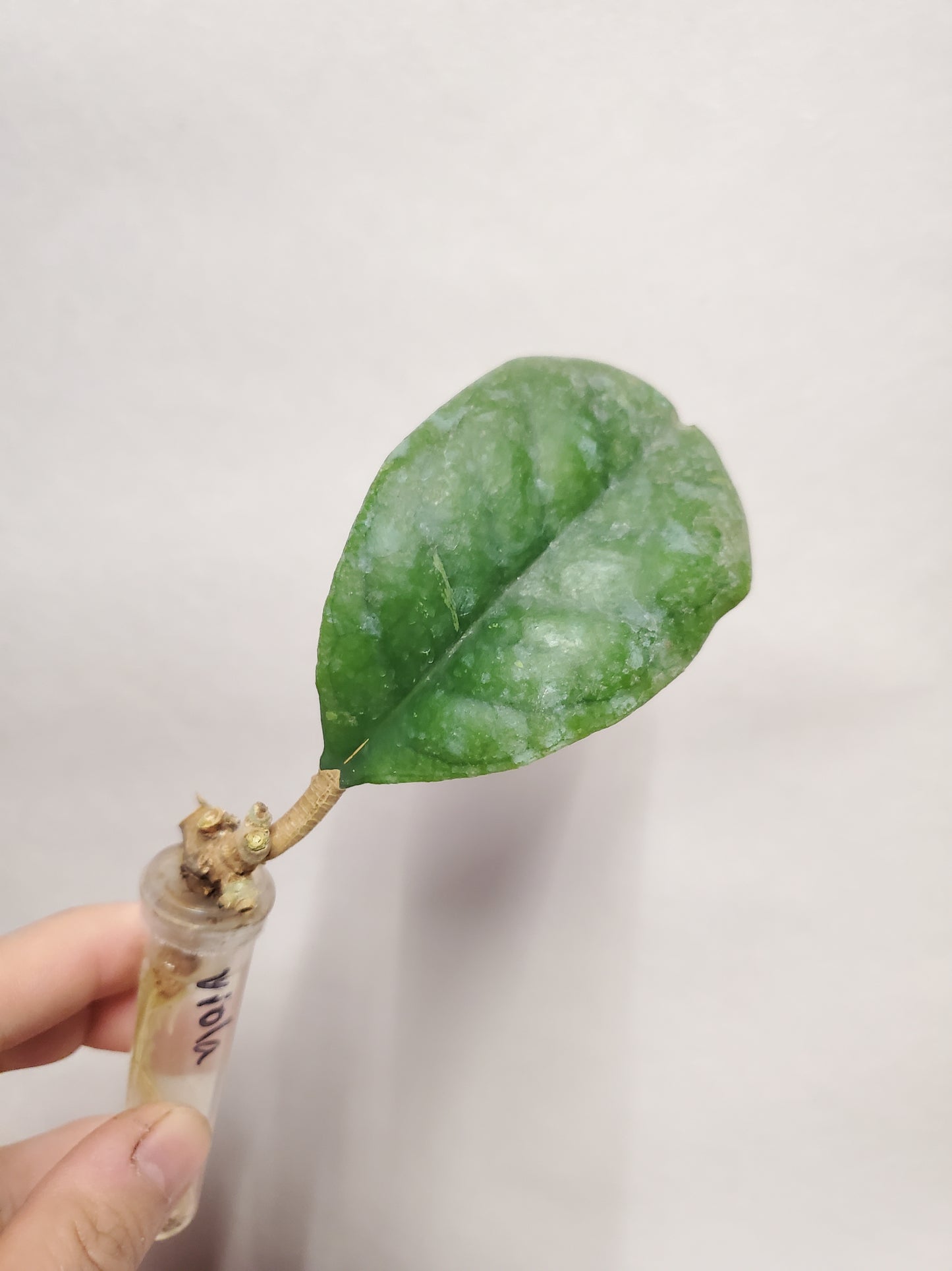 H. viola rooted cutting