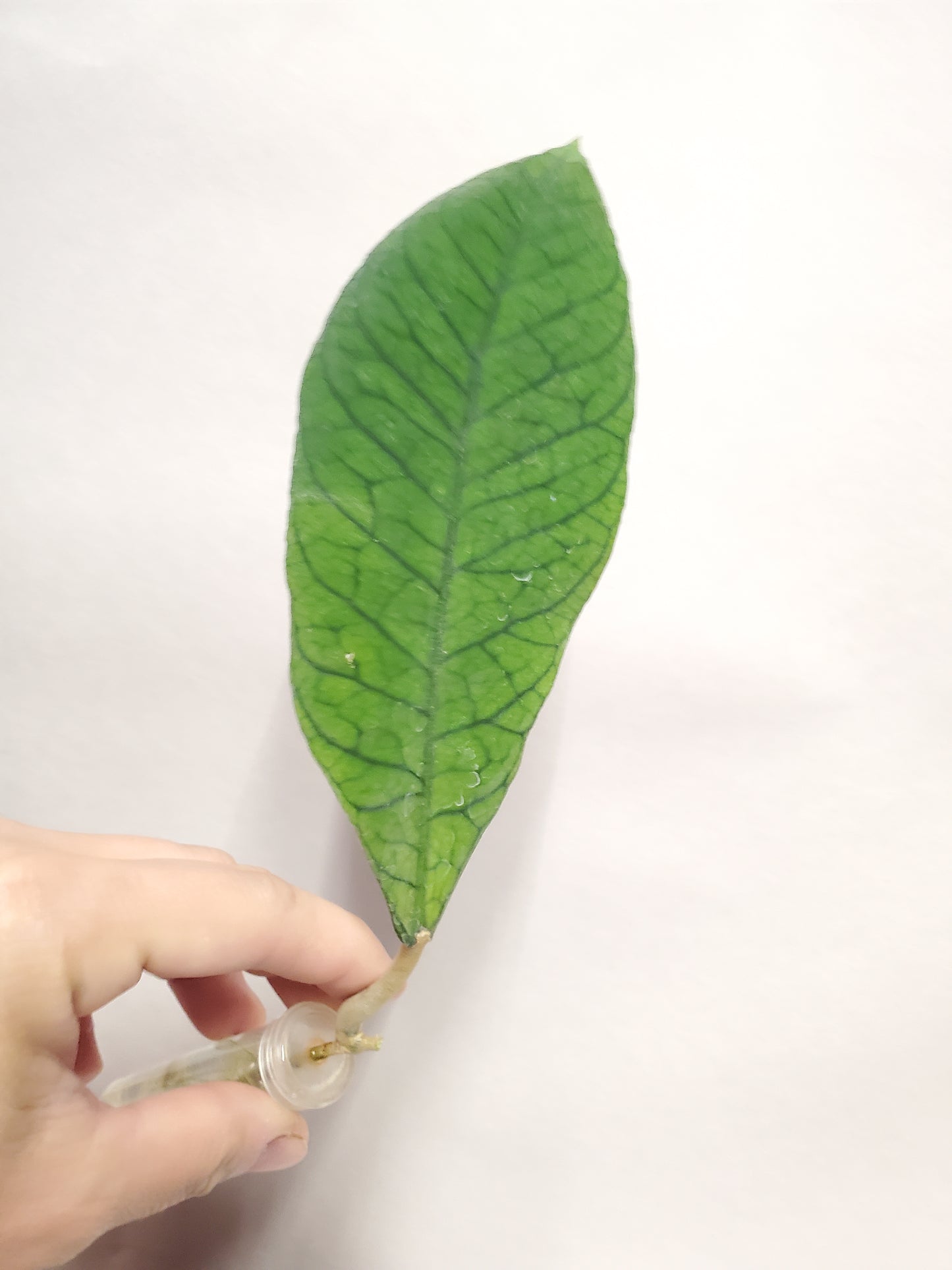 H. RP13 rooted cutting