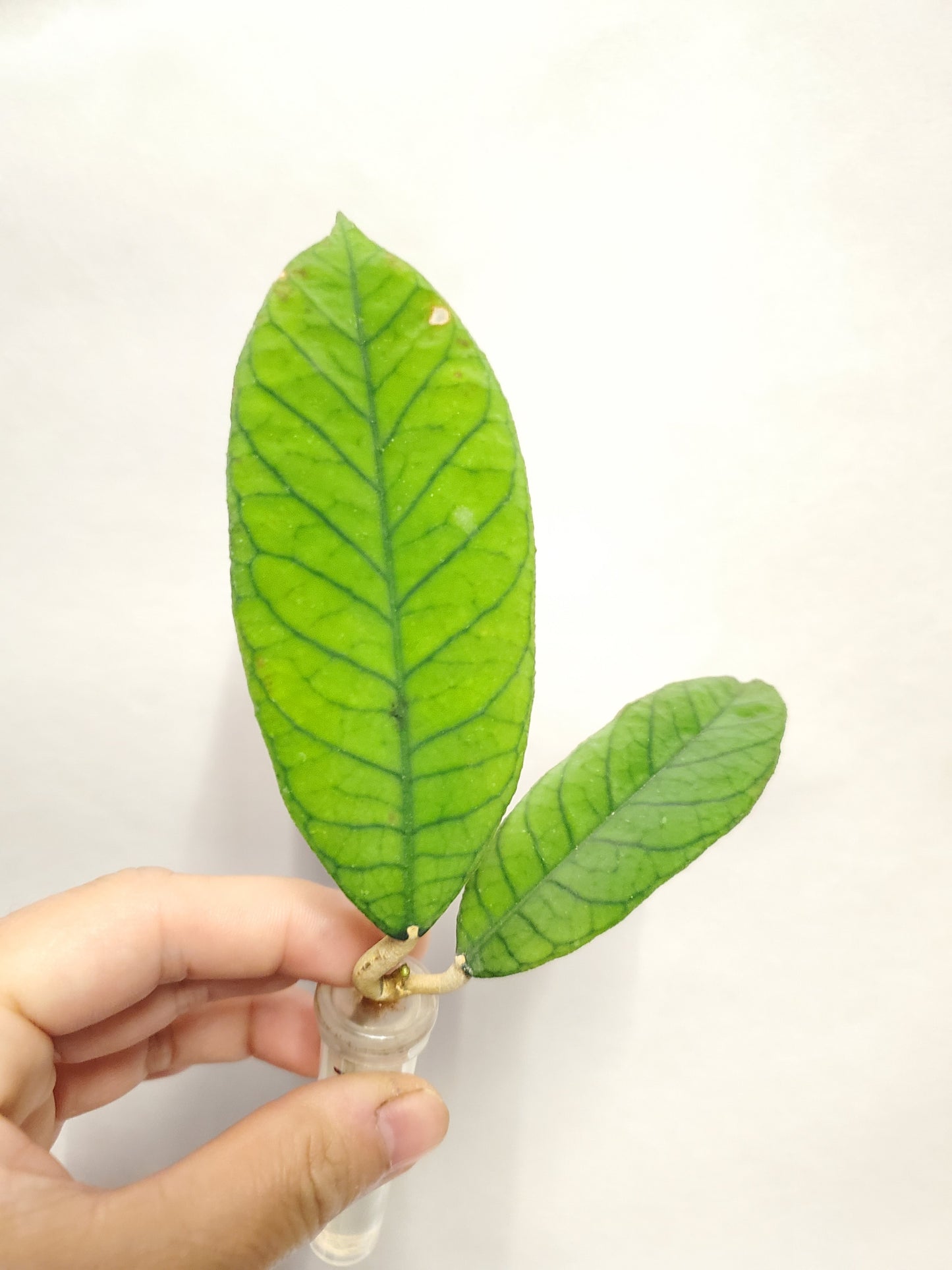 H. RP13 rooted cutting