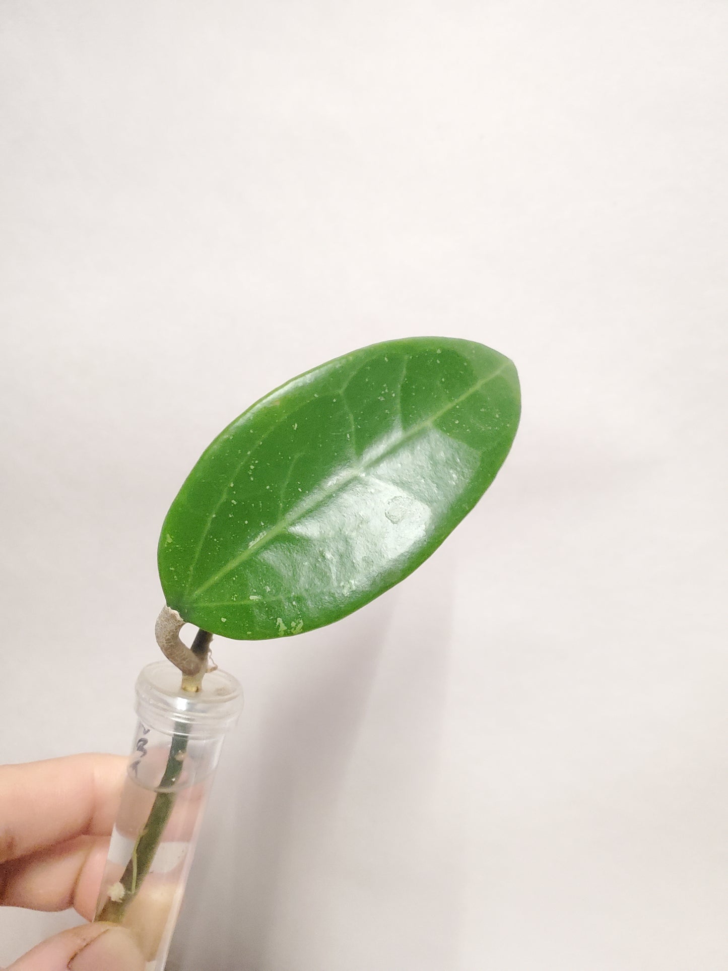 H. verticilata sakhon nakhon rooted cutting
