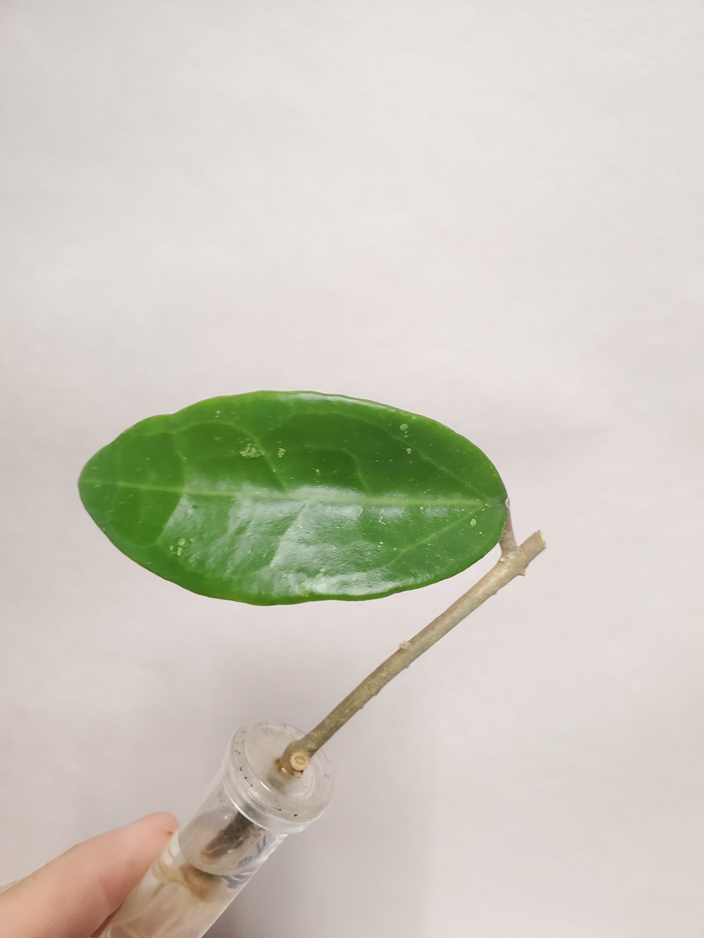 H. verticilata sakhon nakhon rooted cutting