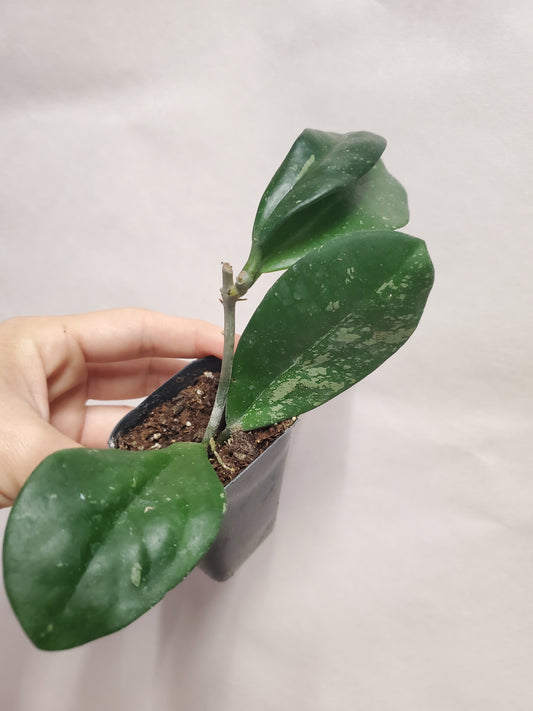 H. pubicalyx x obovata