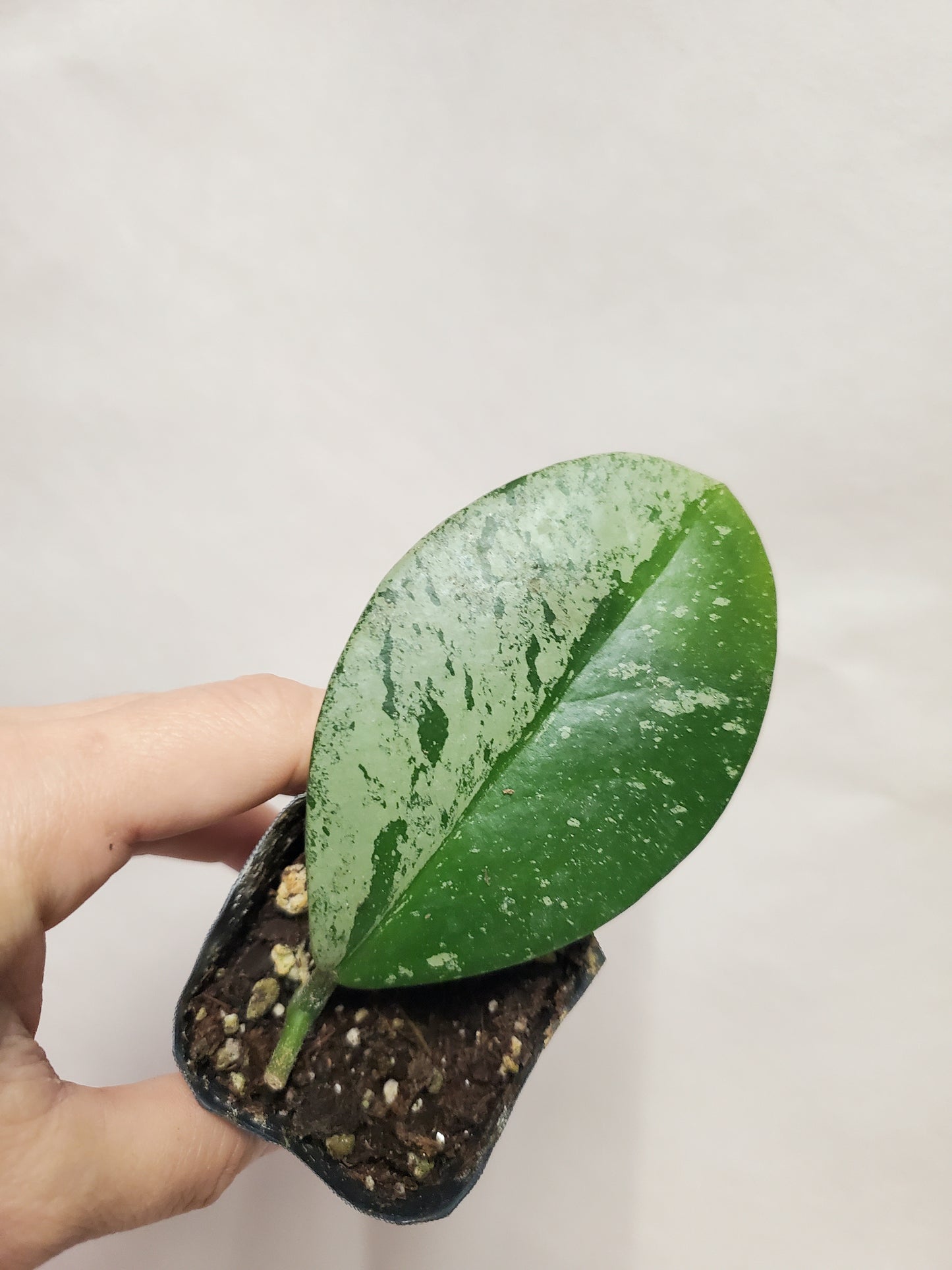 H. pubicalyx x obovata