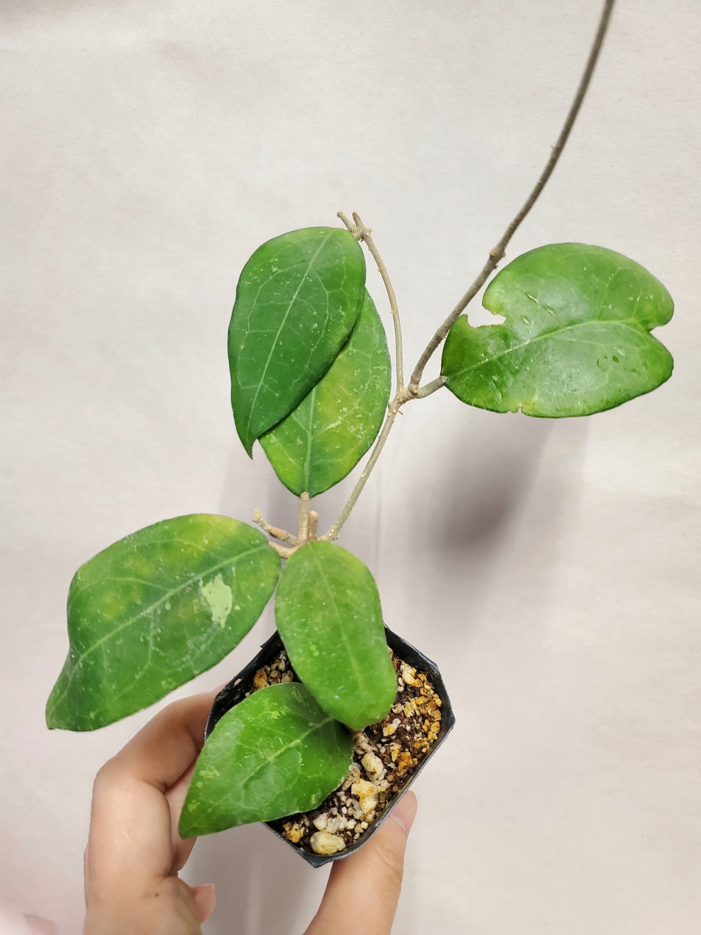 H. erythrostemma banglane