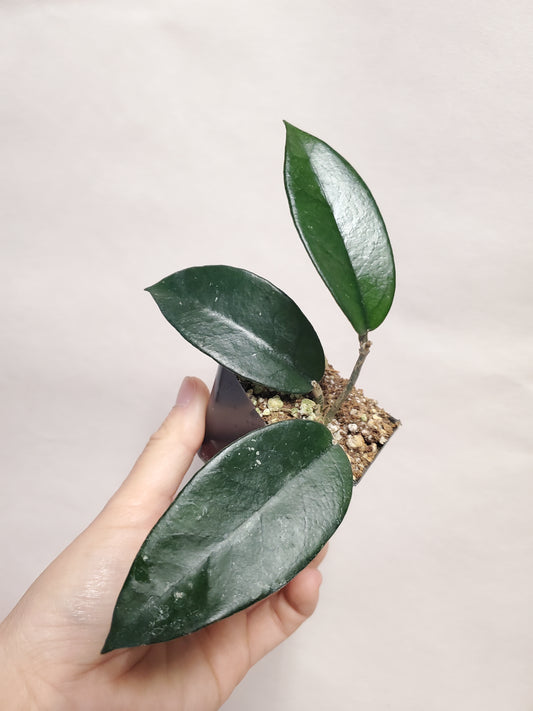 H. dasyantha