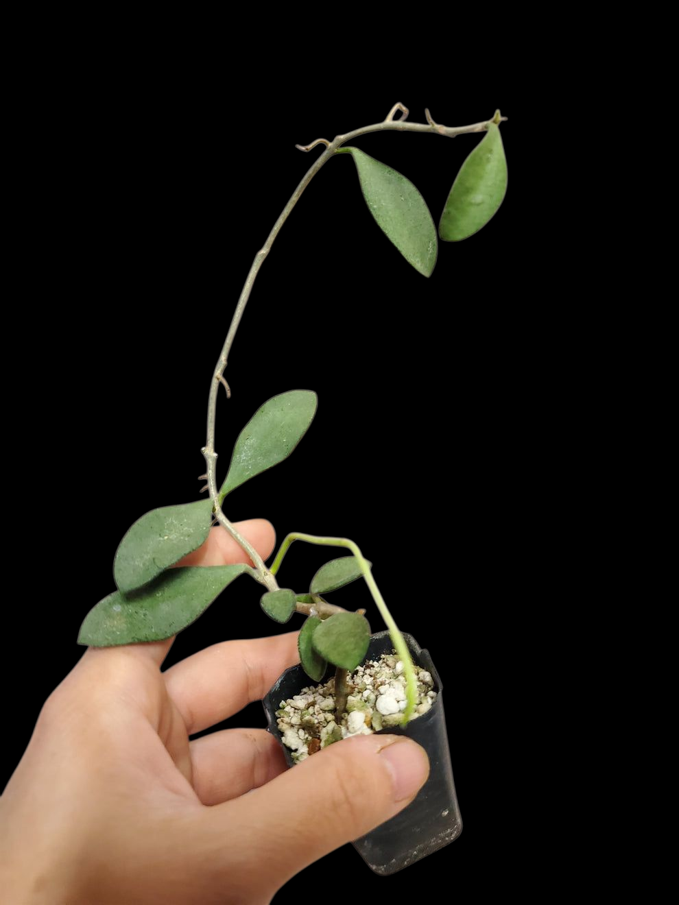 H. nummularioides silver