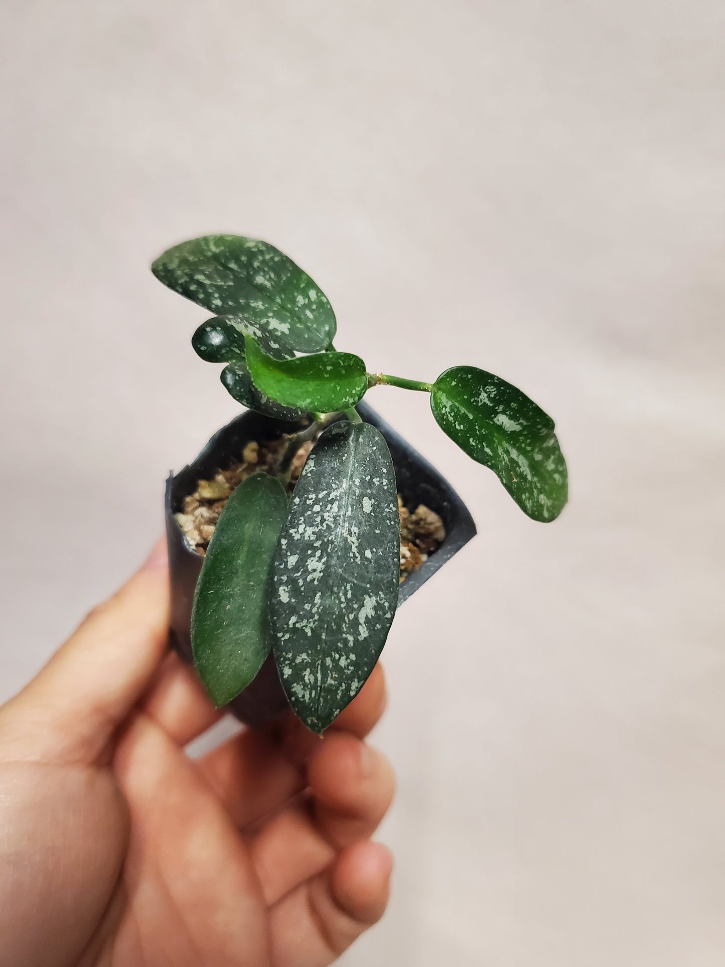 H. sungwookii (sp. Honthom)