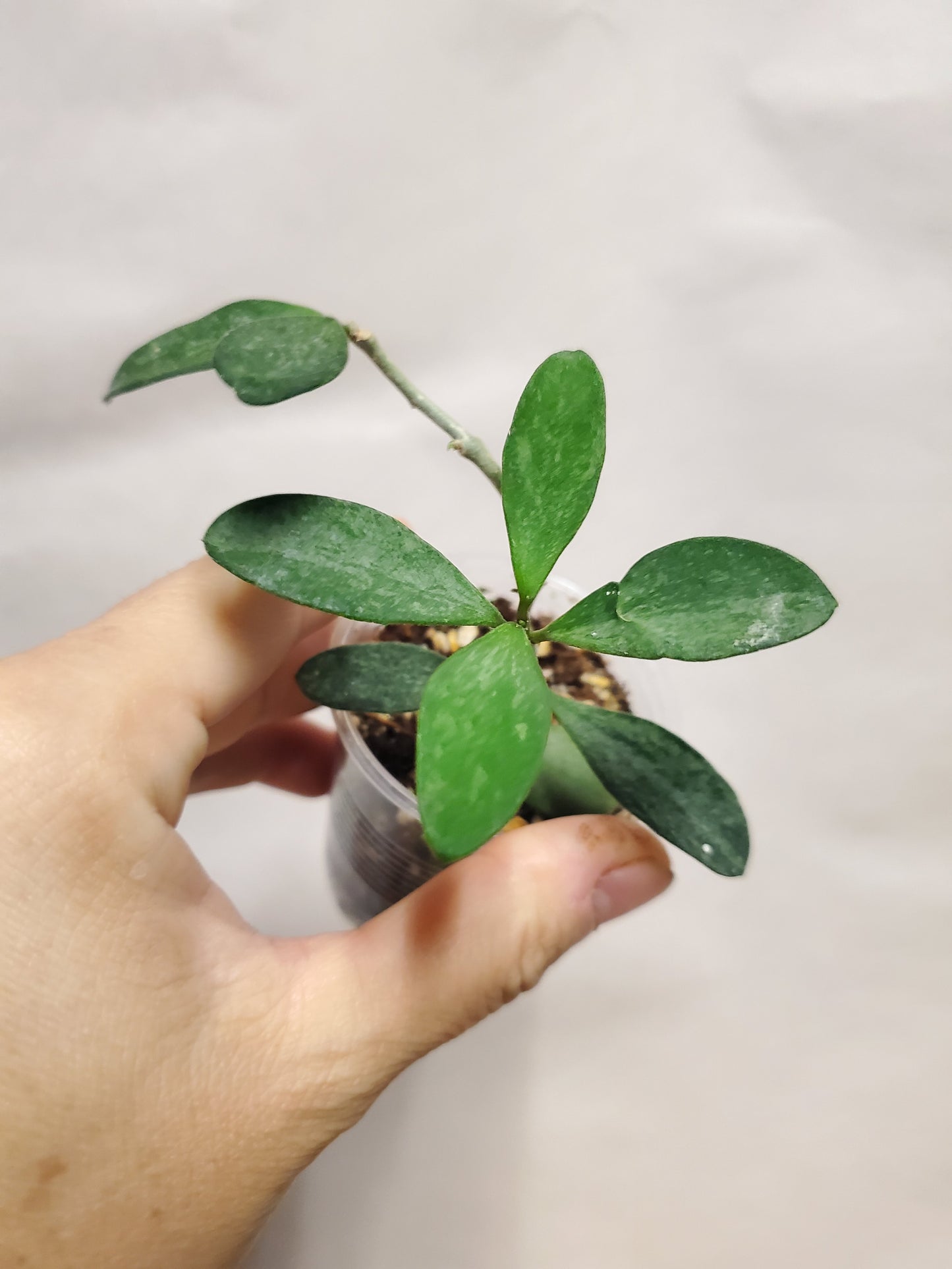 H. nummularioides  silver