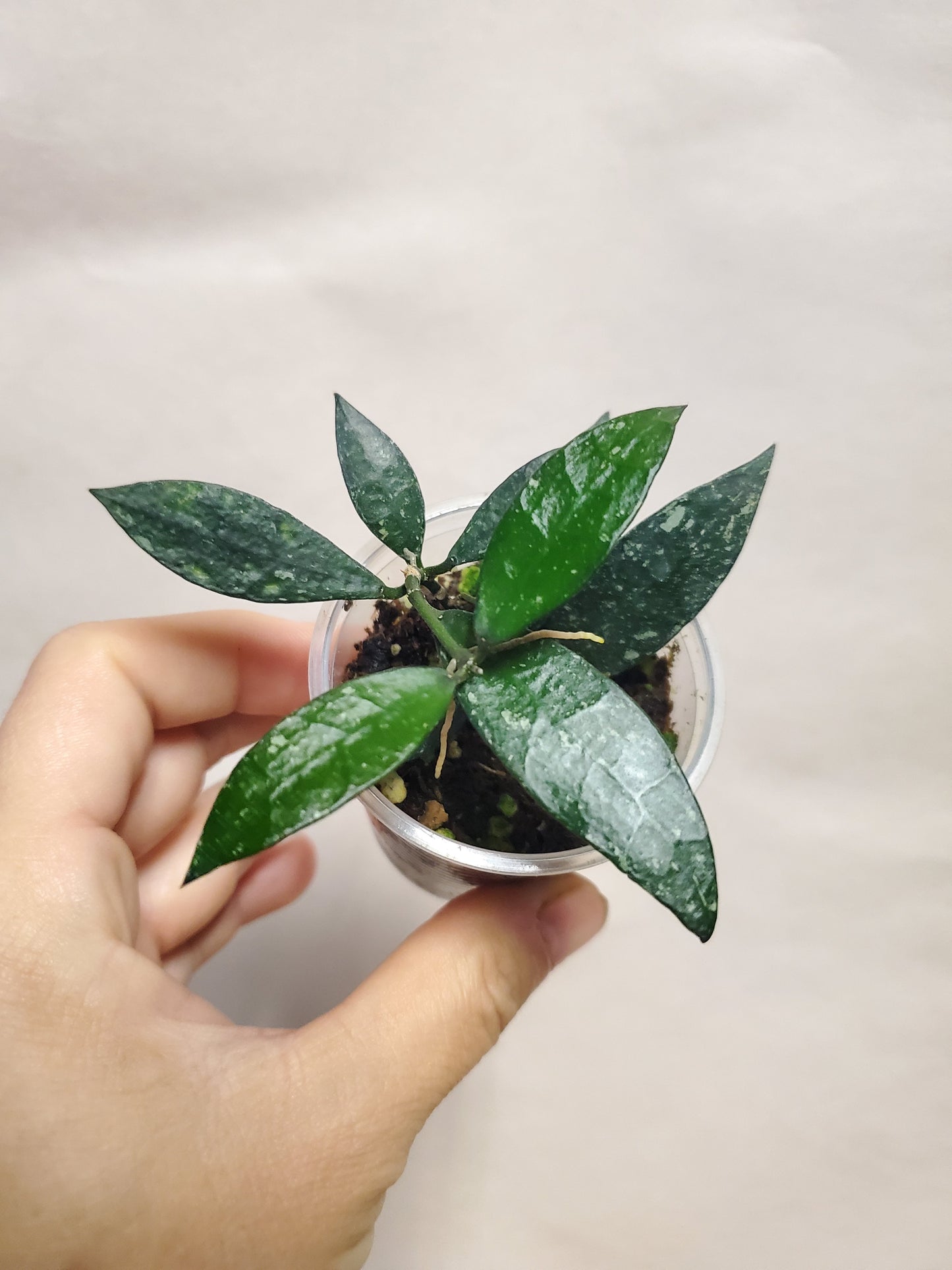 H. lacunosa Laos snow cap