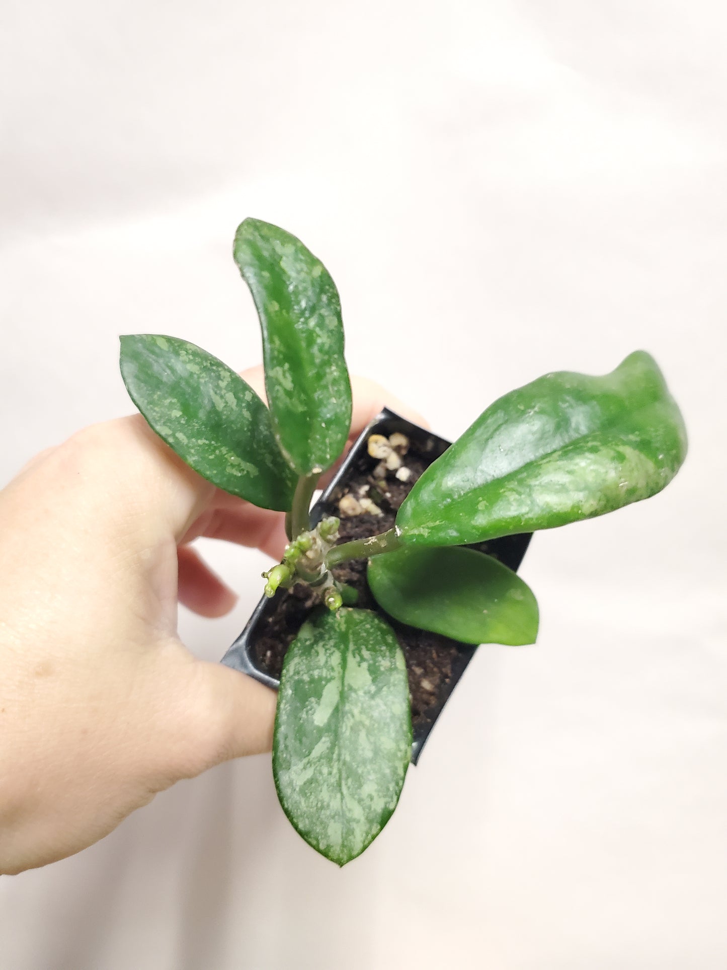 H. diversifolia splash