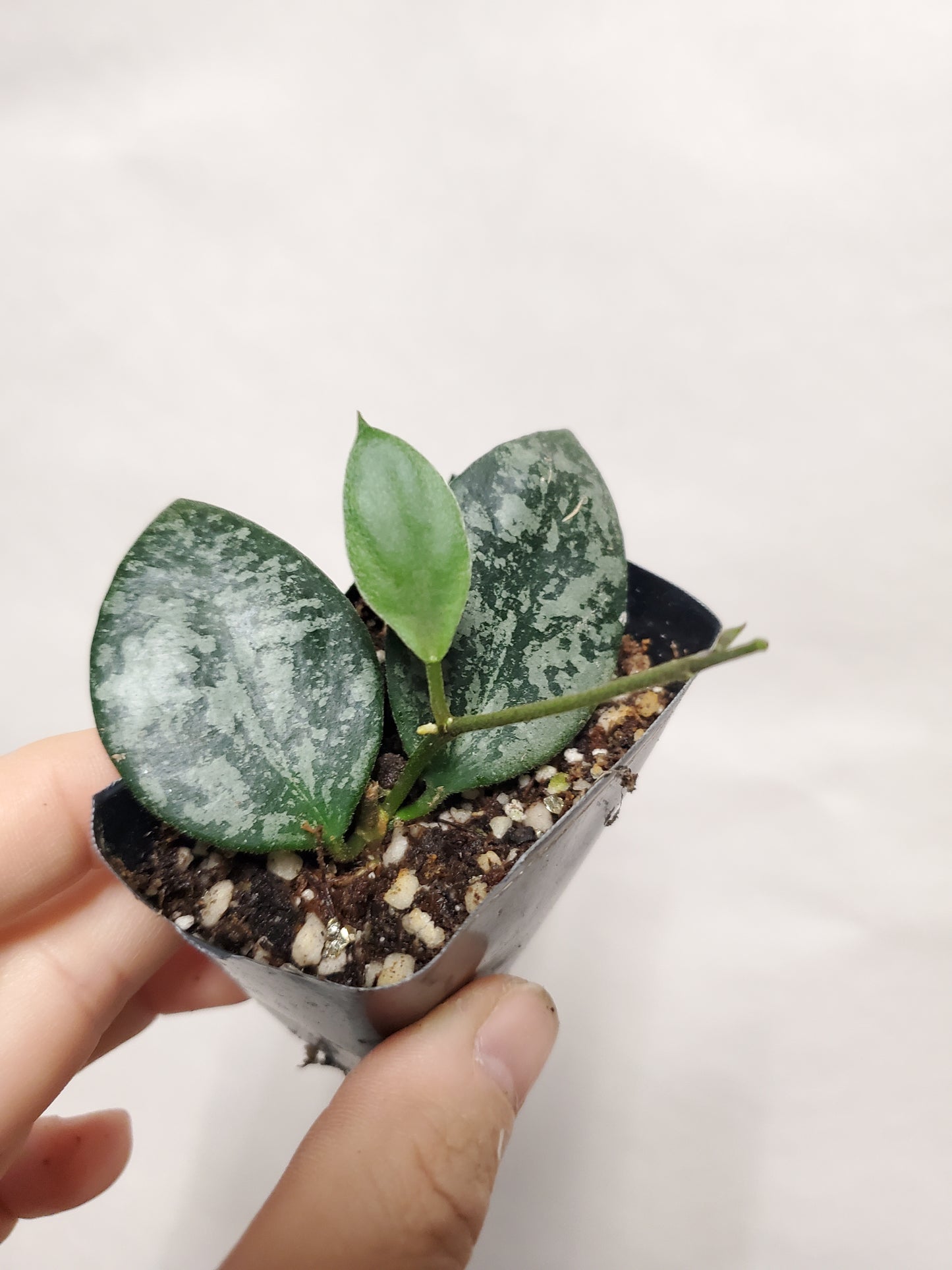 H. sp. Indonesia splash