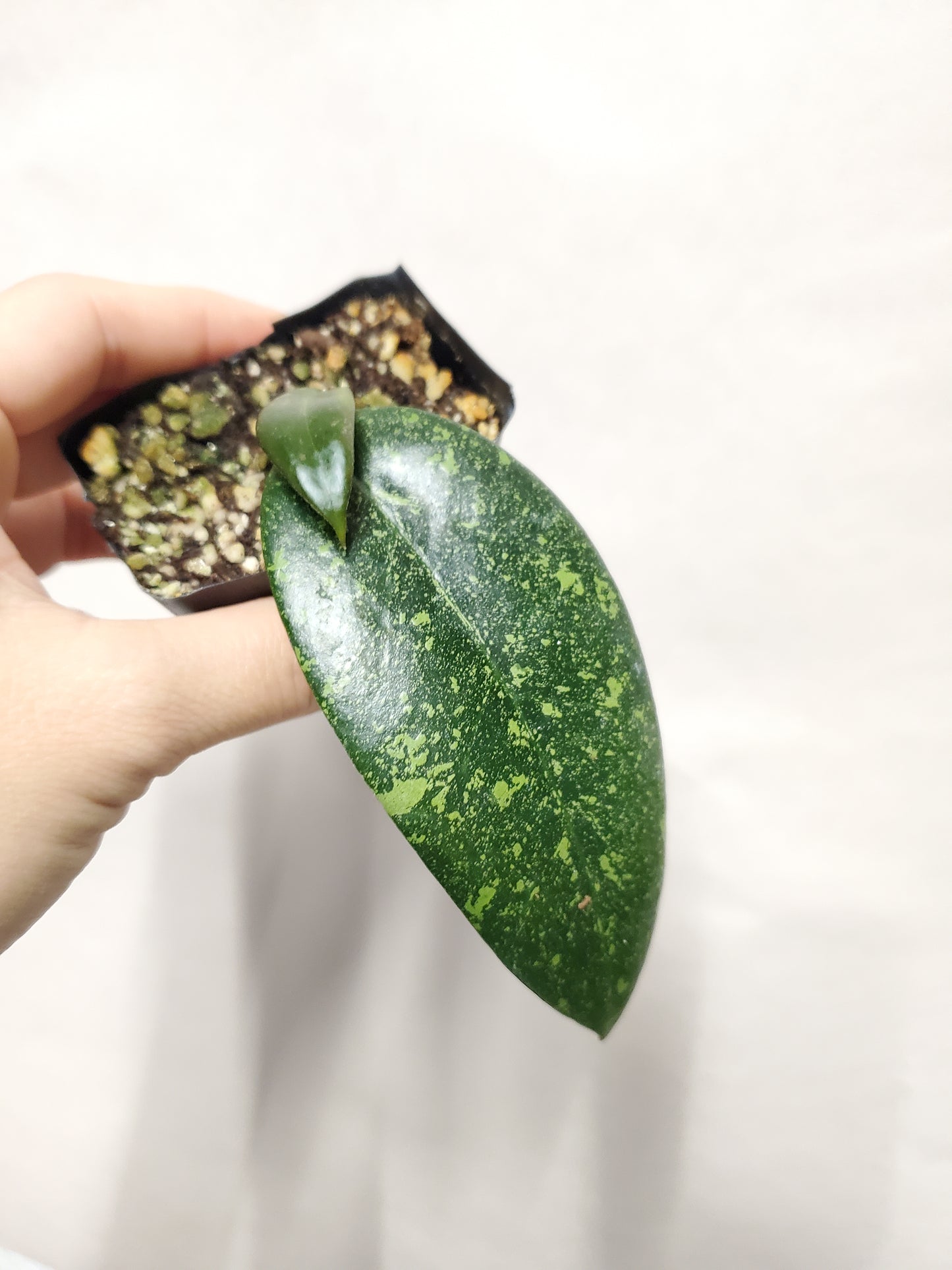 H. sp. Vietnam splash