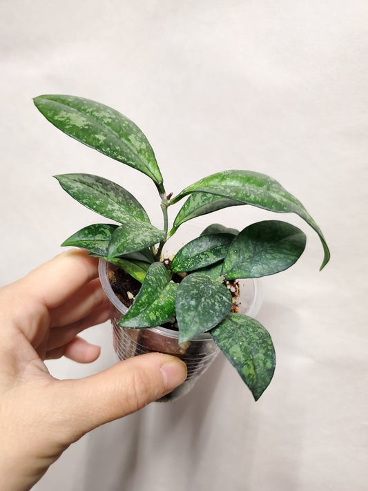 H. crassipetiolata splash