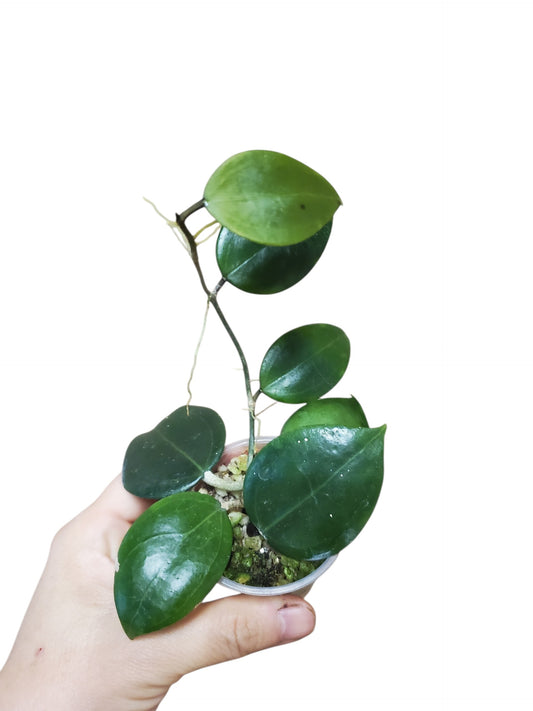 H. dolichorsparte