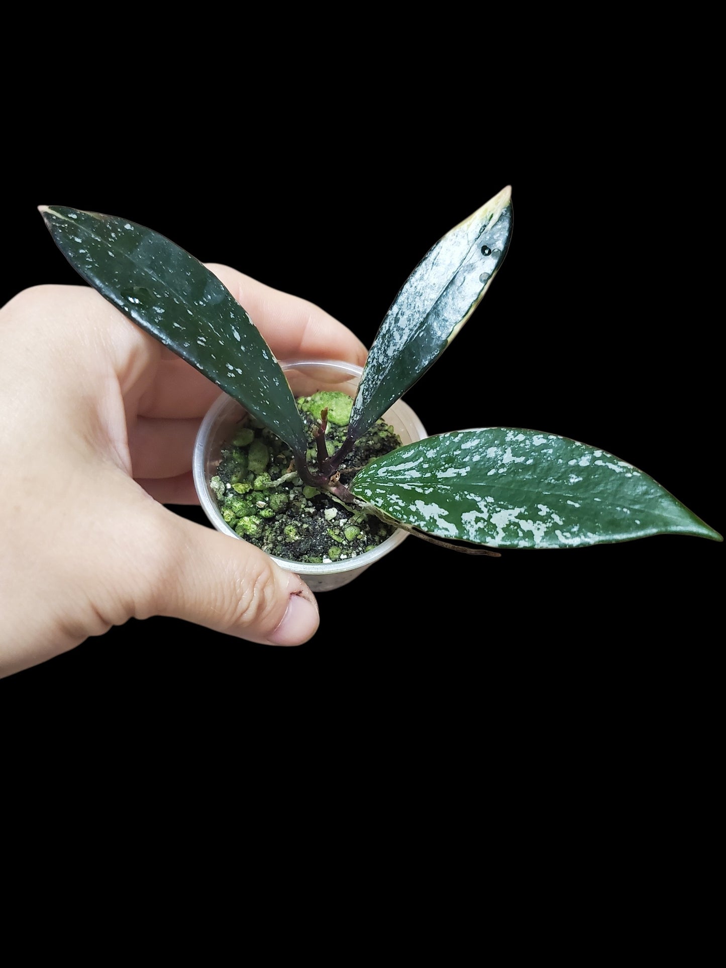 H. pubicalyx  albo  splash