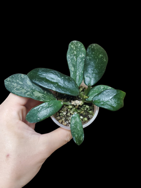 H. diversifolia splash