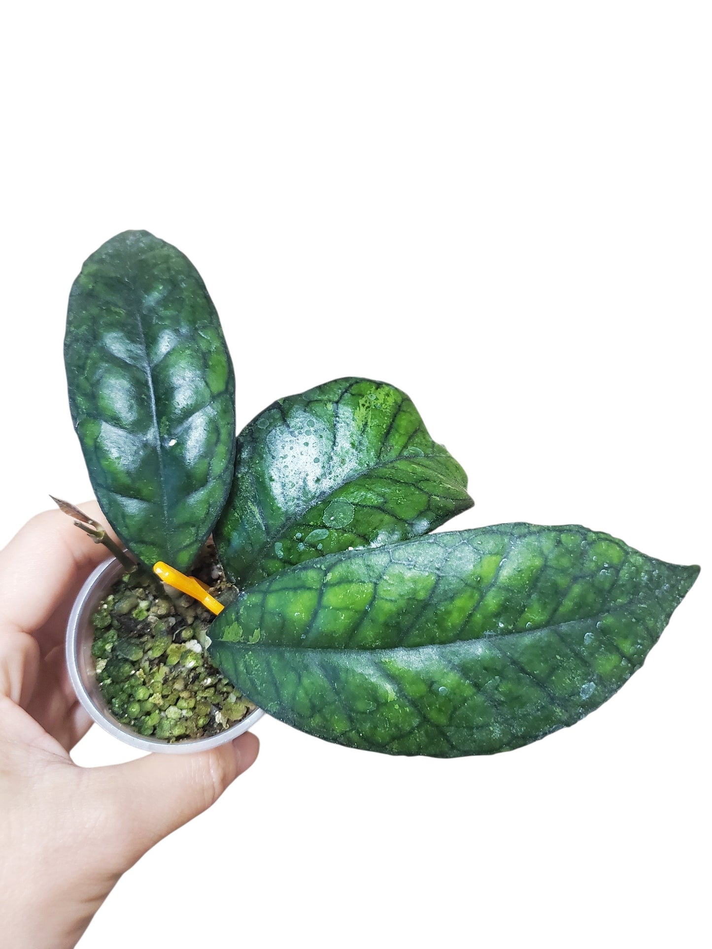 H. finlaysonii
