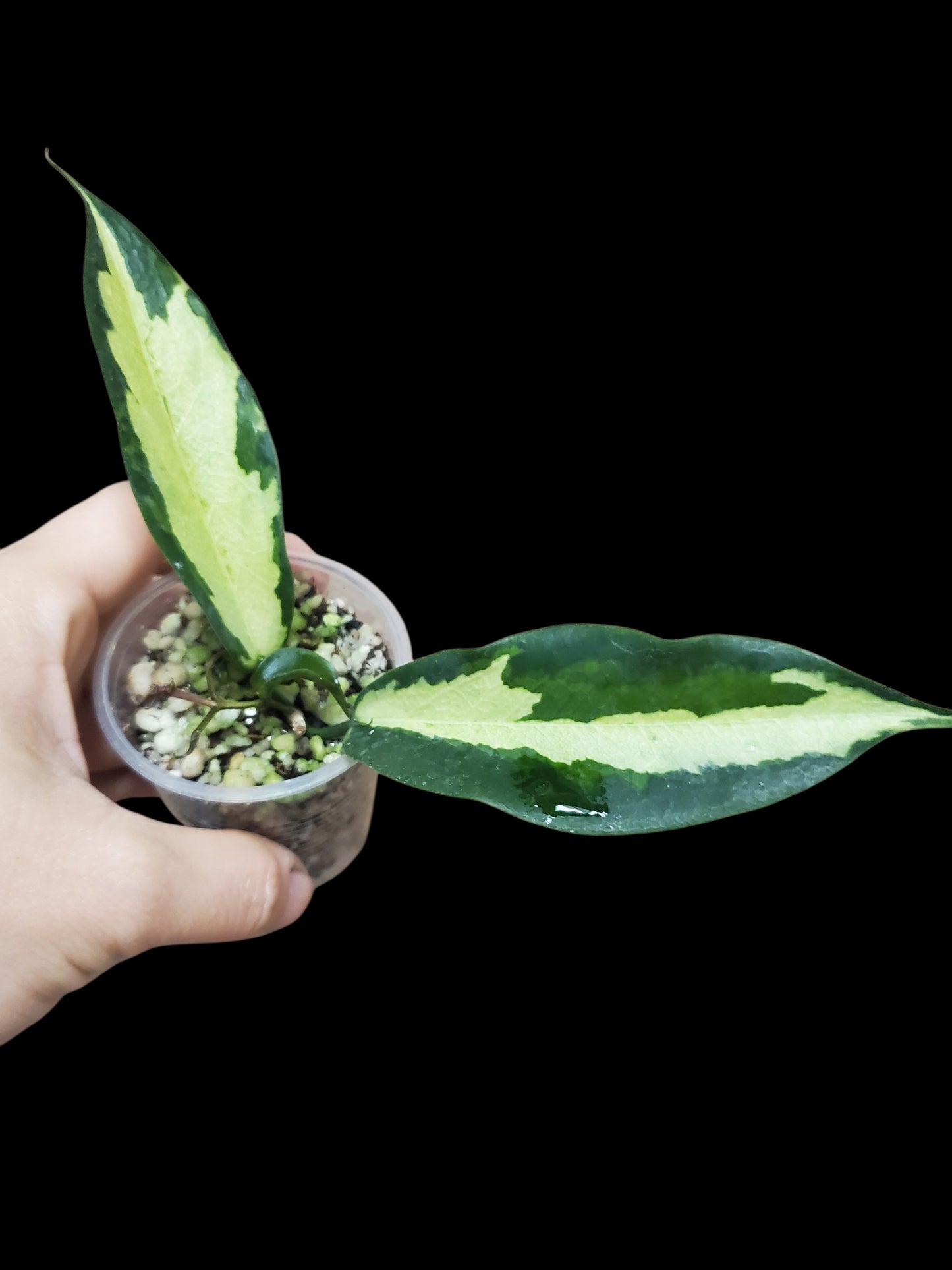 H. Kenejiana inner var
