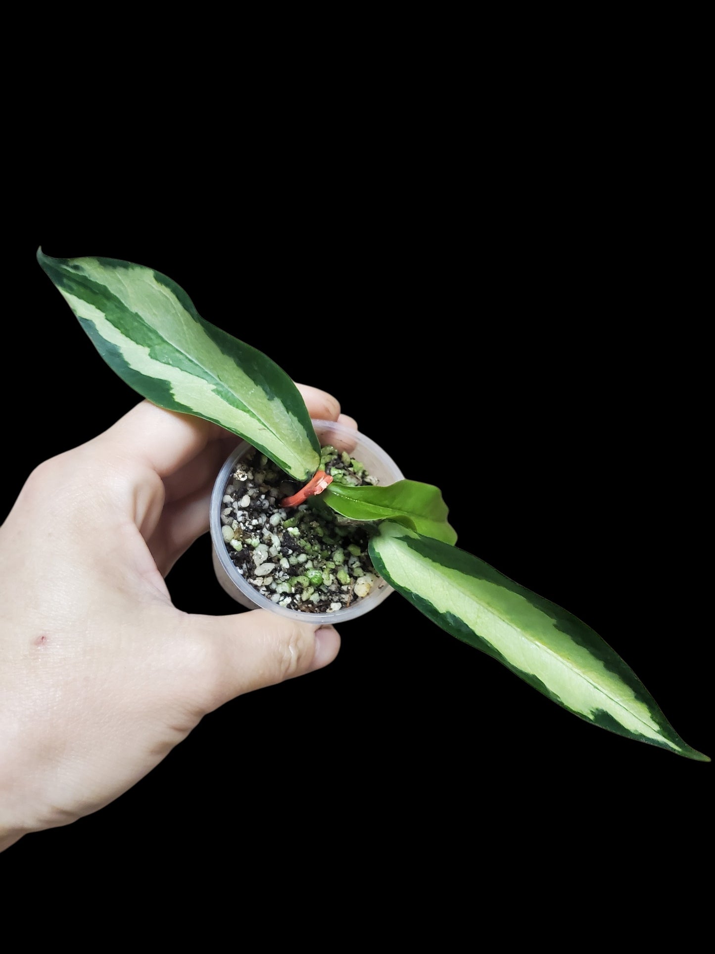 H. Kenejiana inner var