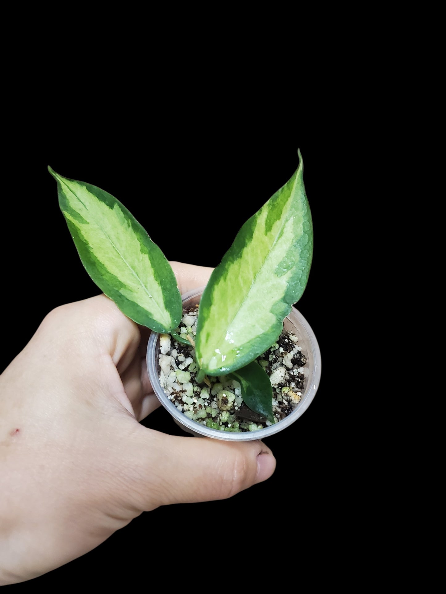 H. Kenejiana inner var