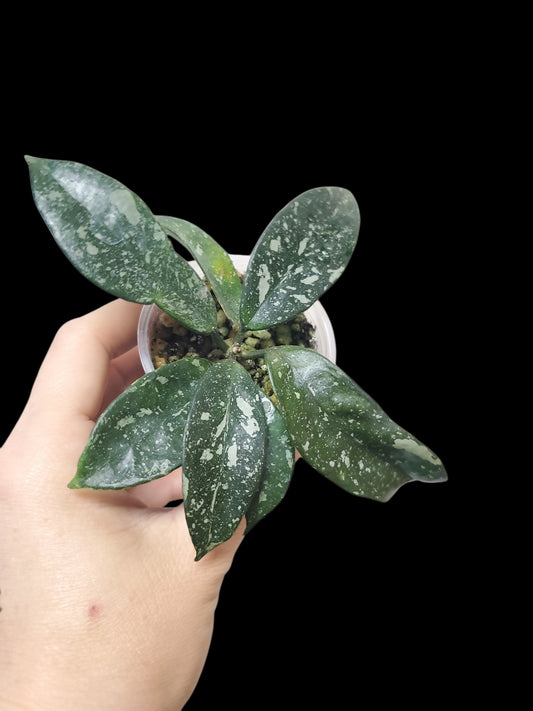 H. sp. Laichau splash
