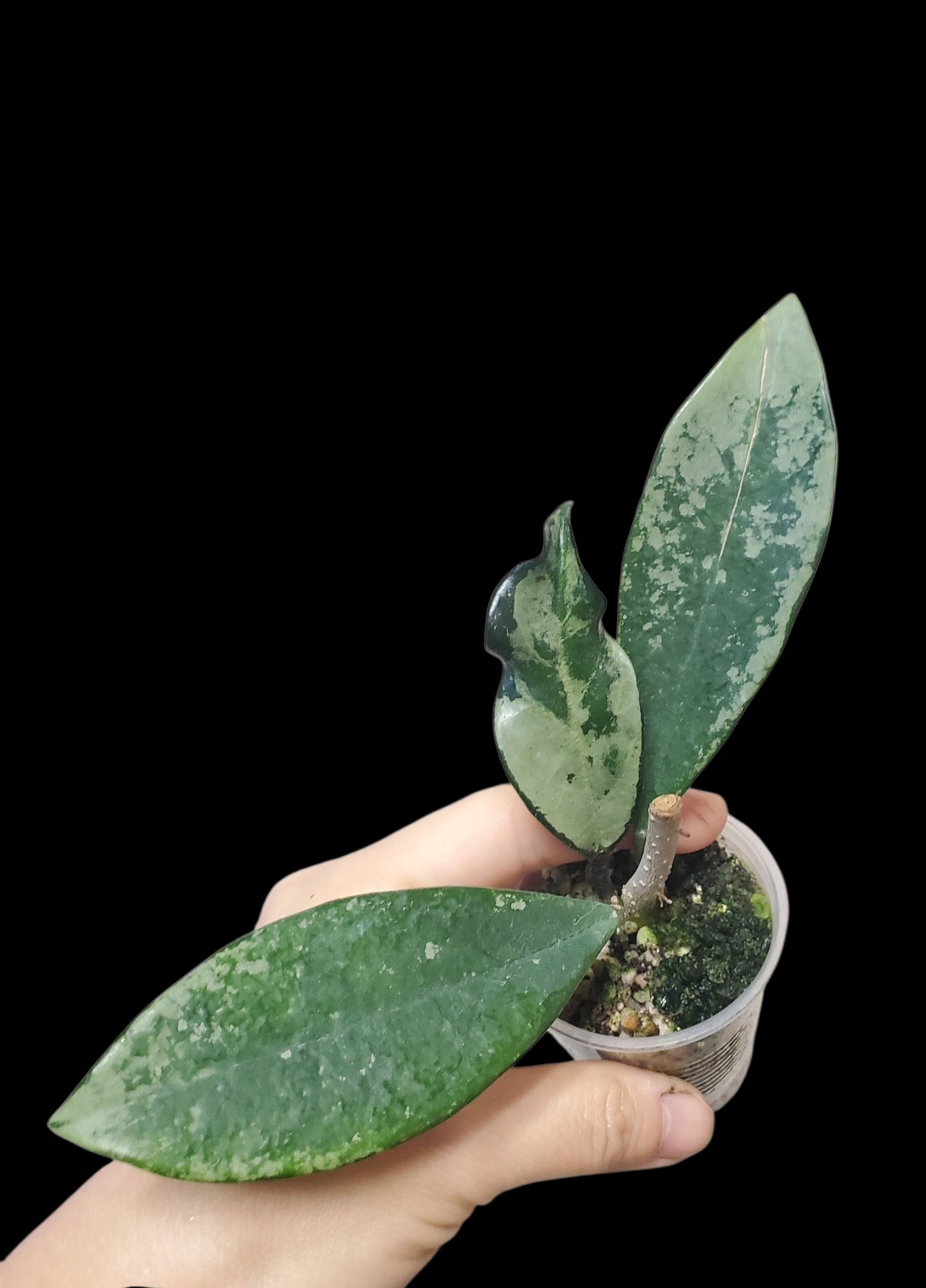 H. AH 074 silver