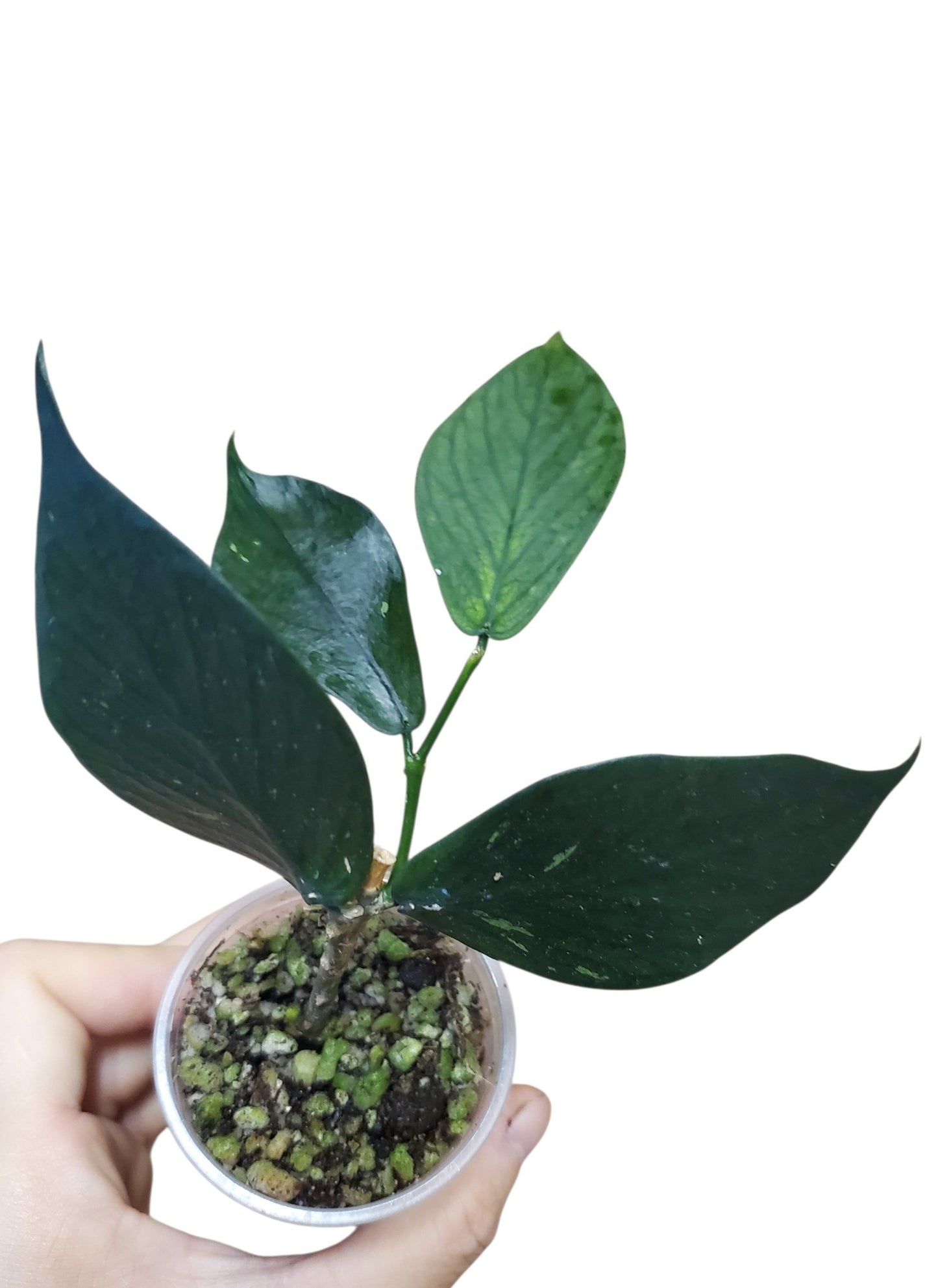 H. polyneura
