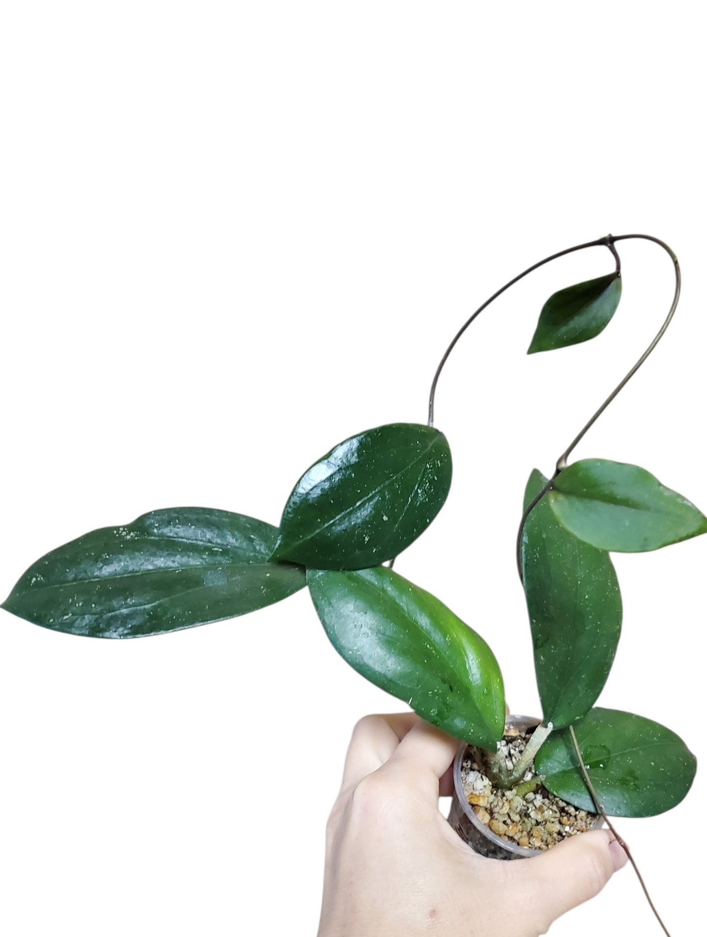 H. Jennifer x erythrina