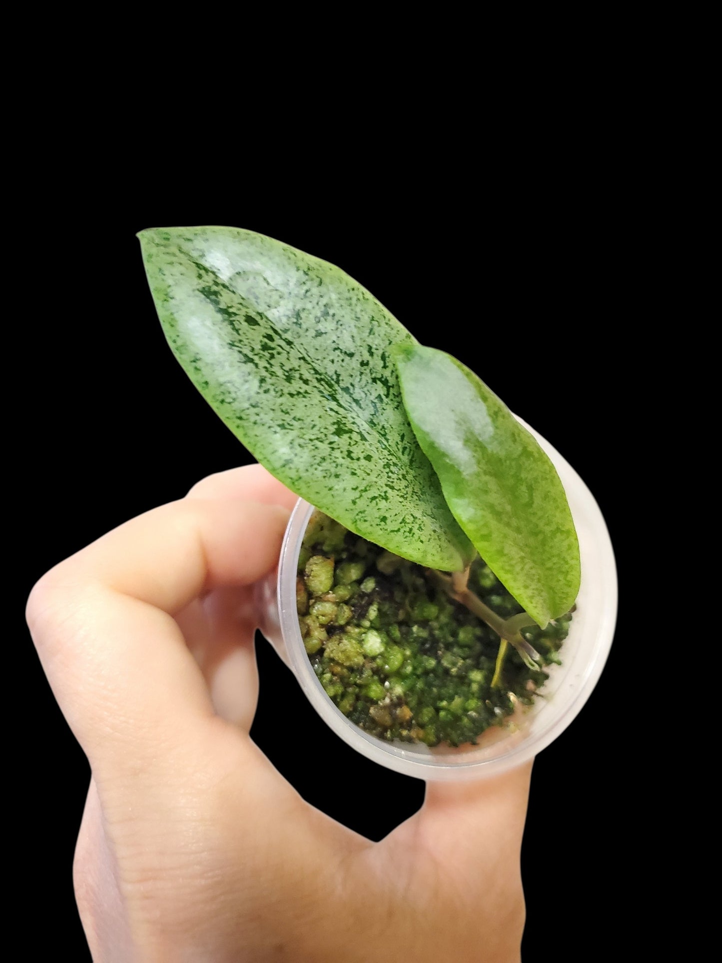 H. Jita silver