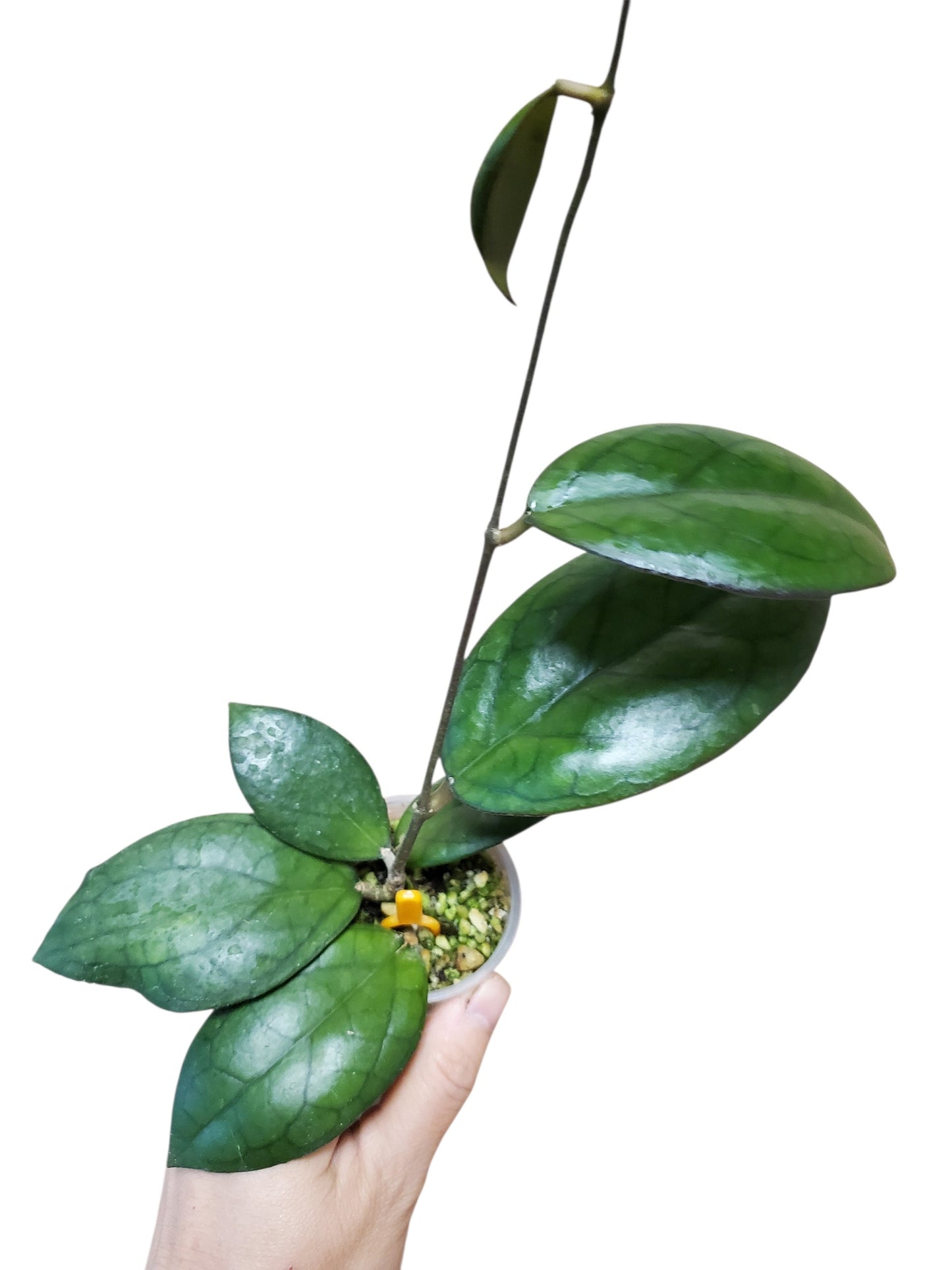 H. puom siam rubi