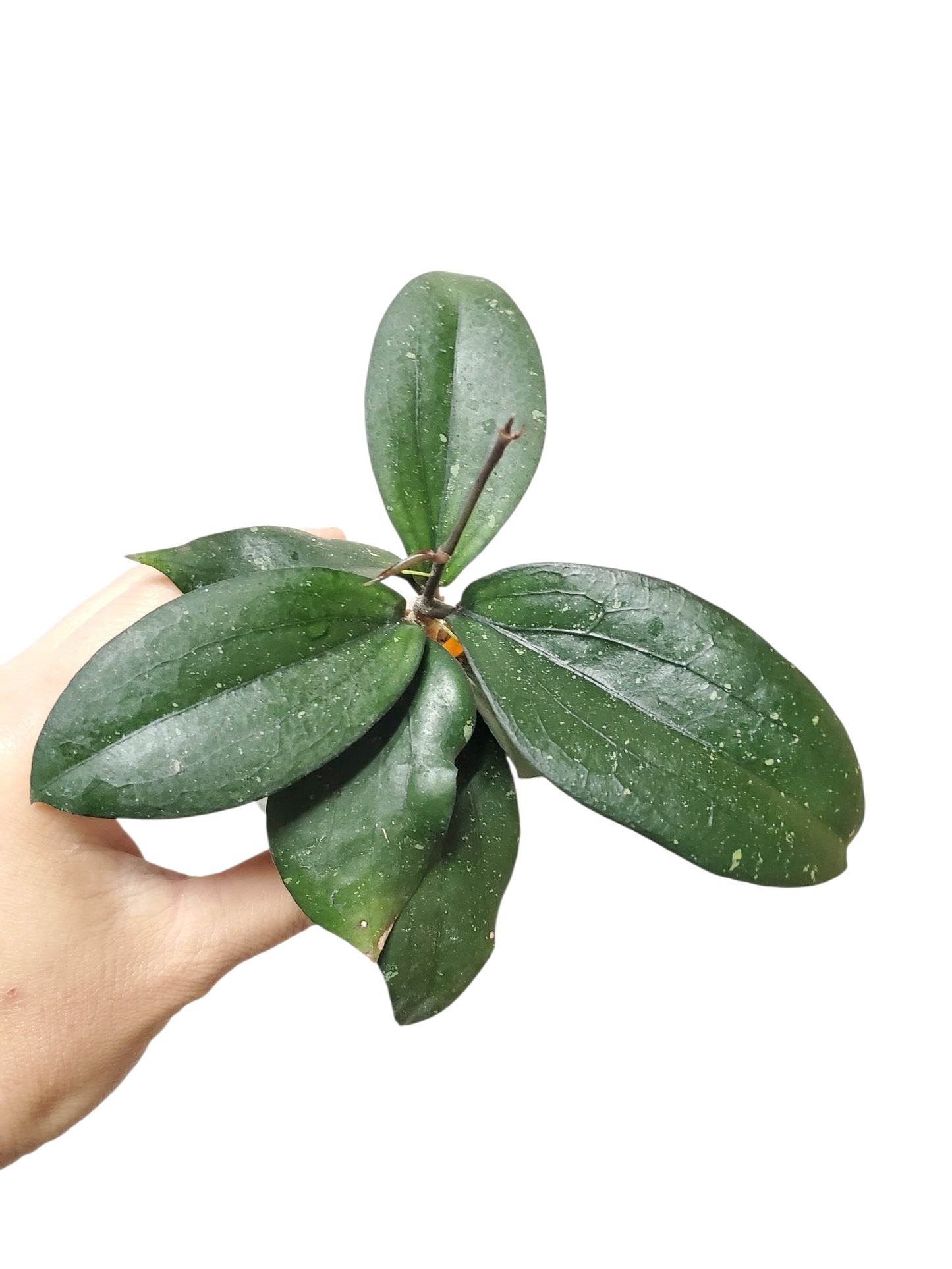 H. erythrina