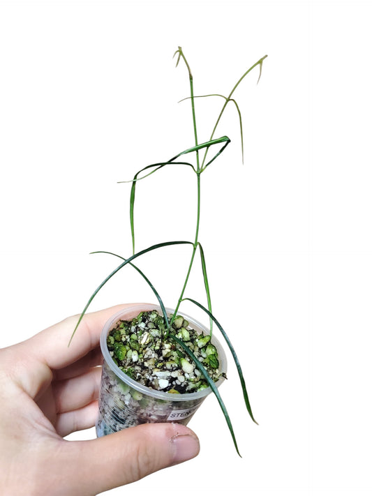 H. stenophylla