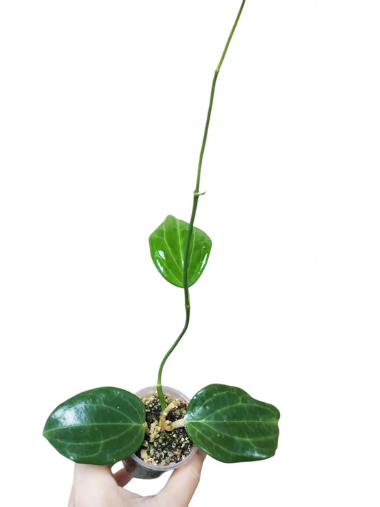 H. merrillii