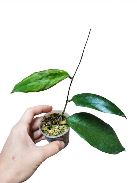 H. vitellinoides