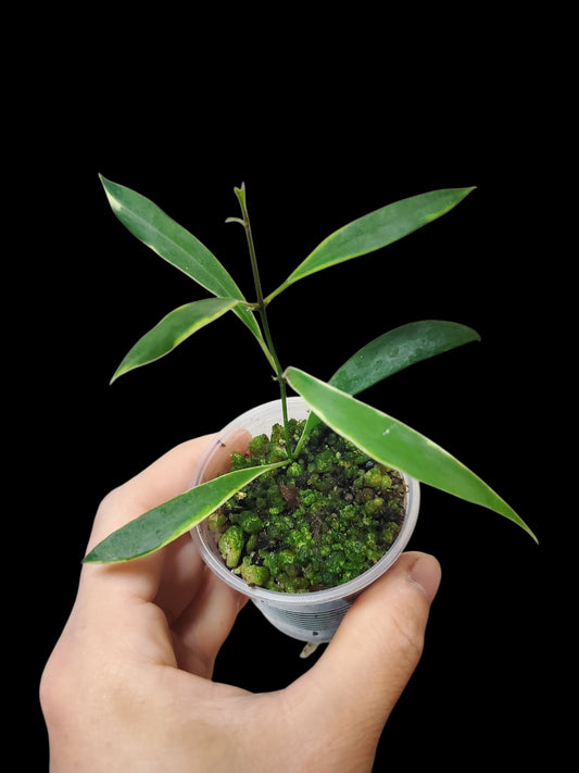 H. tsangii albo