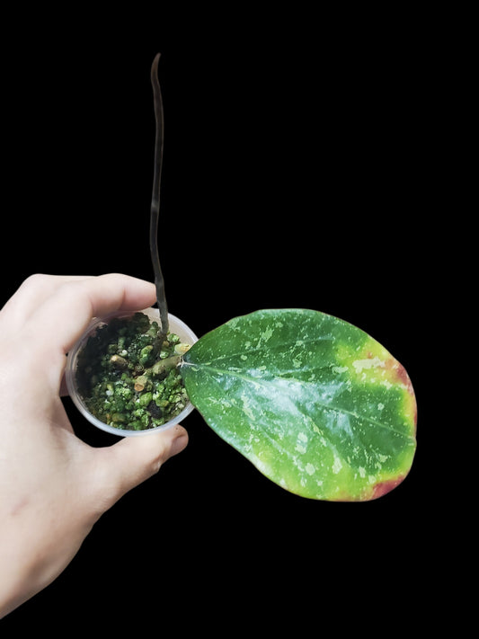H. michelle splash