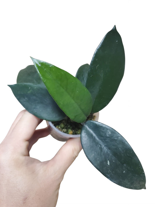 H. dasyantha