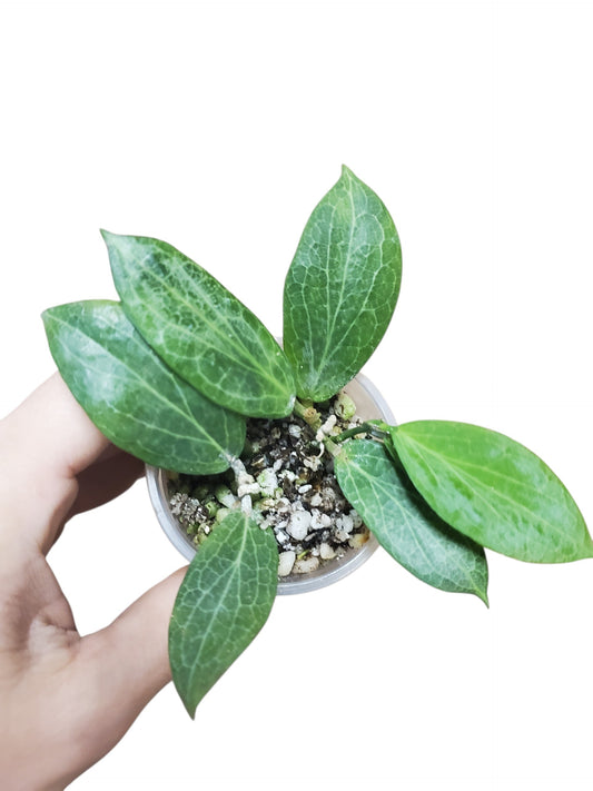 H. fitchii orange