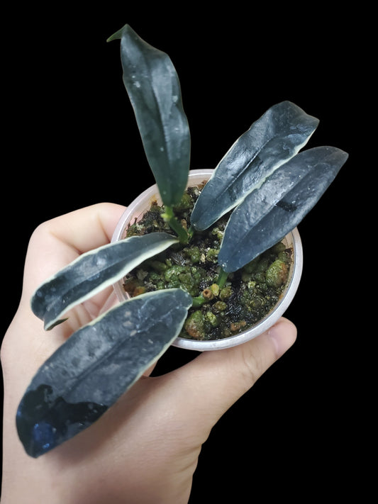 H. lobbii albomarginata