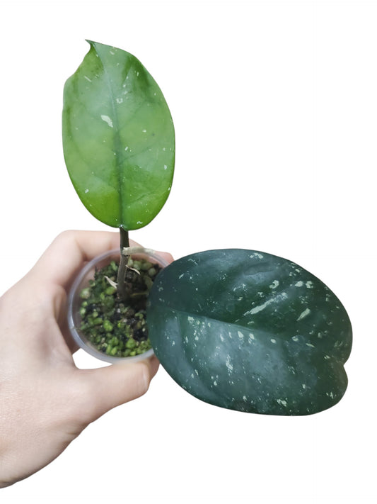 H. dasyantha splash