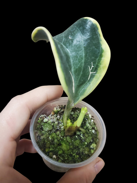 H. pachylada albo
