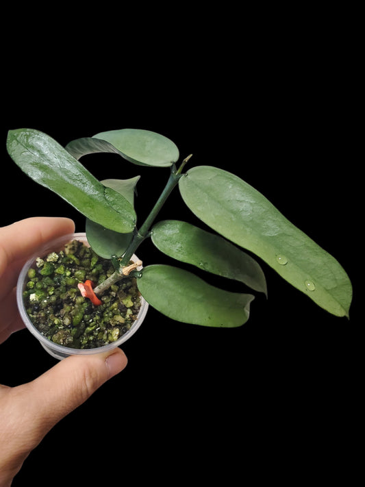 H. pandurata silver