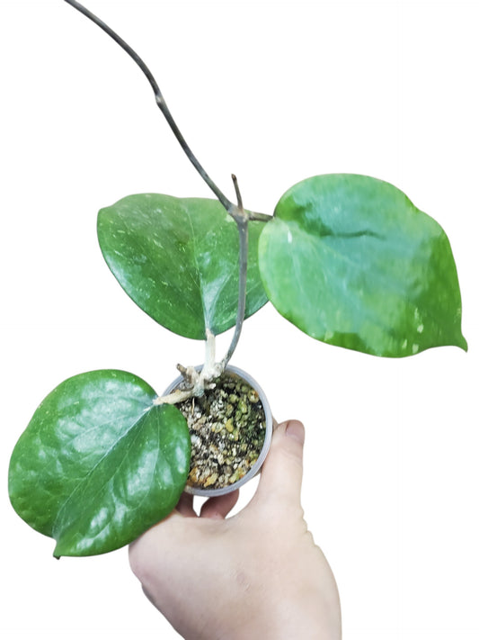 H. balaensis