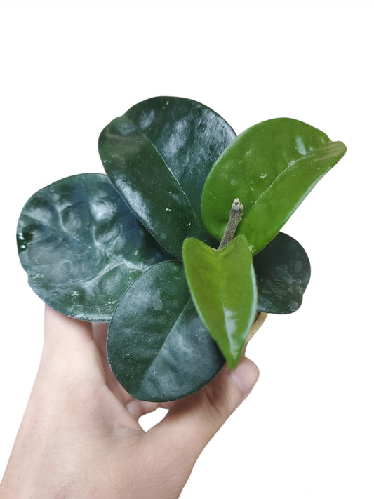 H. krinkle 8