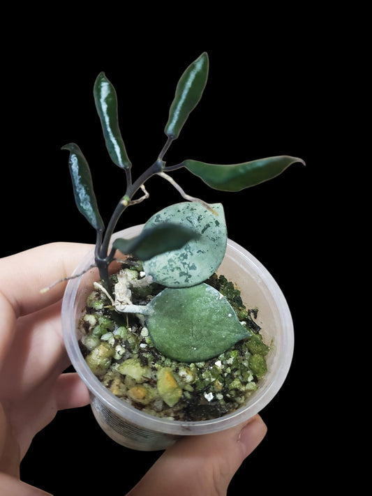 H. krohniana black silver