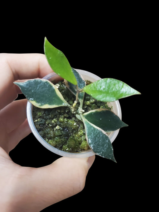 H. bakoensis outer var